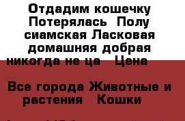 Отдадим кошечку.Потерялась. Полу сиамская.Ласковая,домашняя,добрая,никогда не ца › Цена ­ 1 - Все города Животные и растения » Кошки   